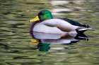 USA- Washington State- Sammamish. Yellow Lake with male drake mallard duck. Art Print